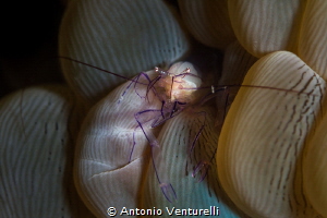 Vir philippinensis shrimp_Jan 2024
(Canon100, 1/200,f9,i... by Antonio Venturelli 